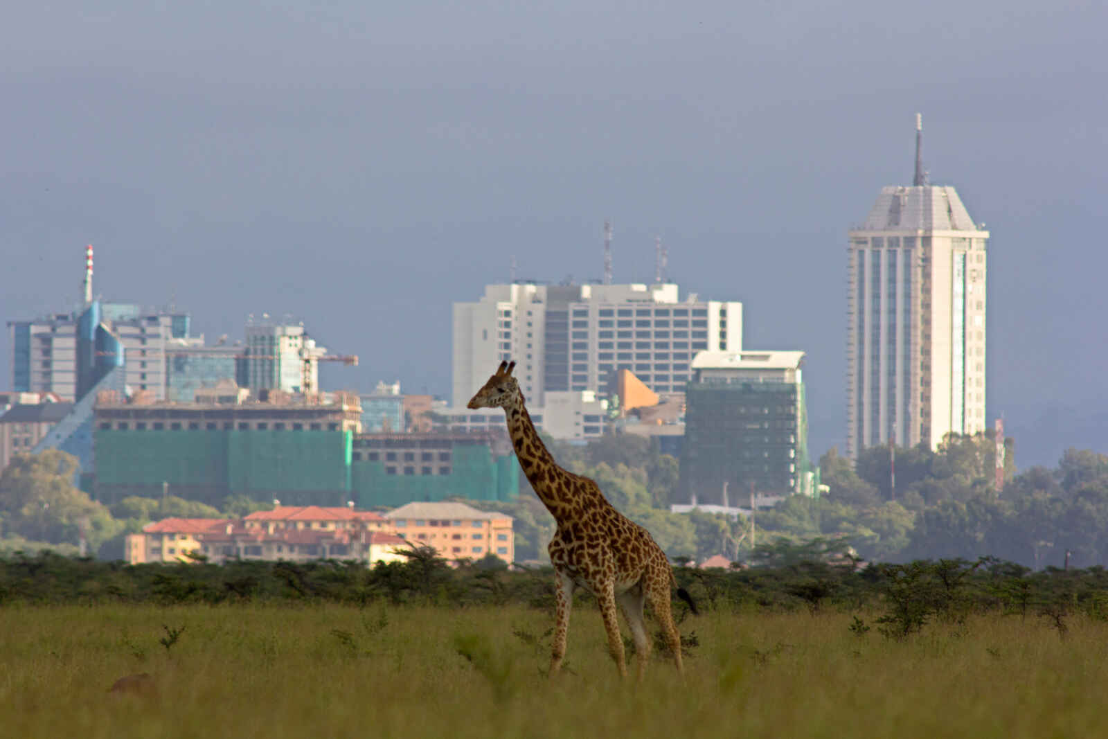 Girafe solitaire, Parc national de Nairobi, Kenya