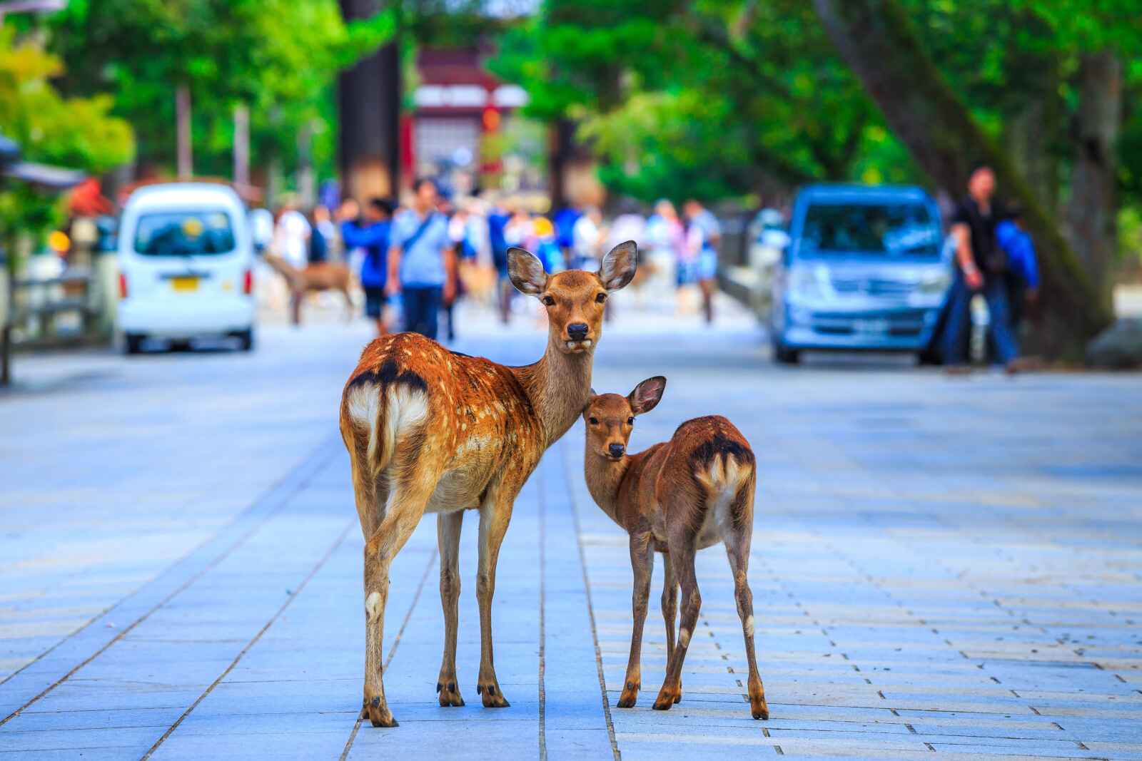 Cerfs de Nara, Japon