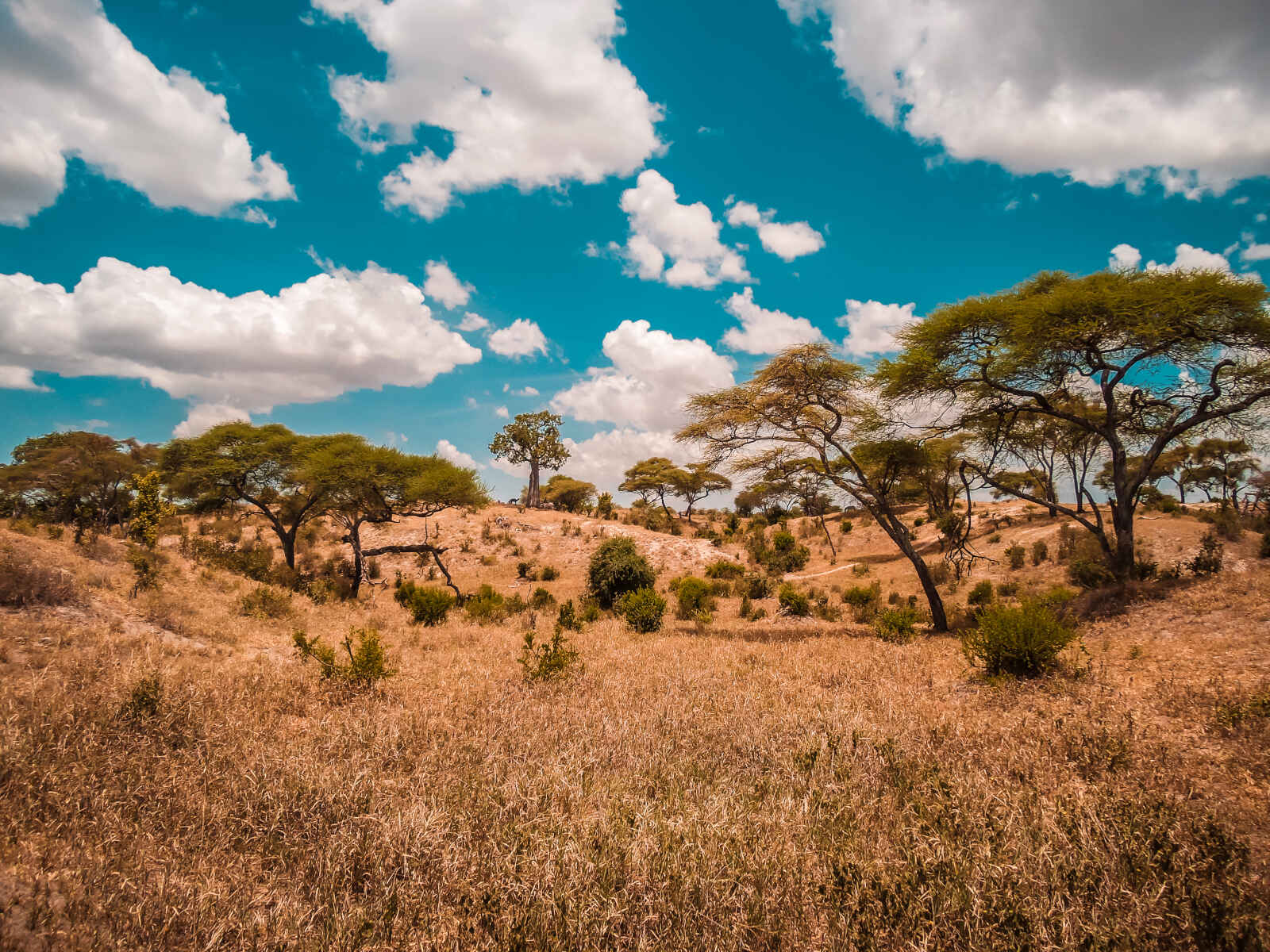 Tarangire National Park, Tanzanie