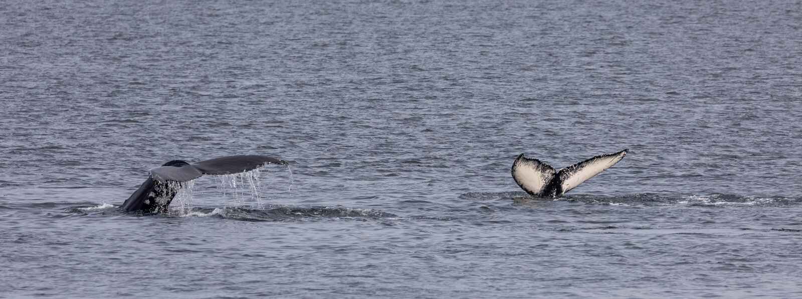 Baleine à Tadoussac, Québec, Canada