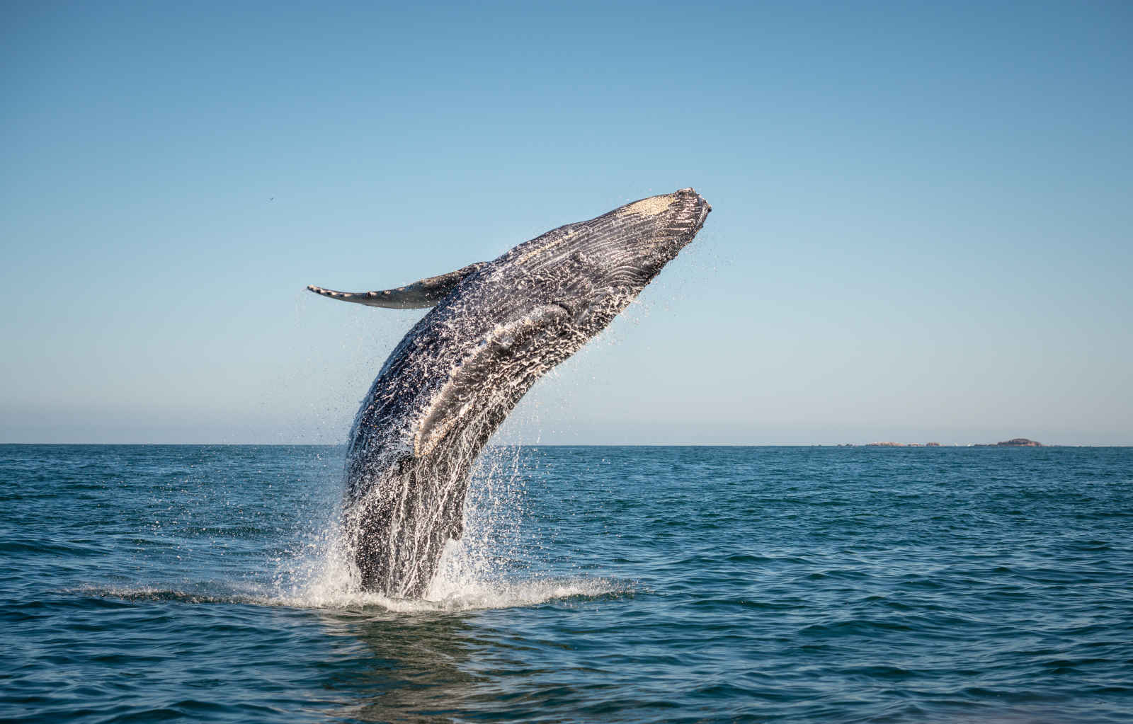 Baleine à bosse, Canada