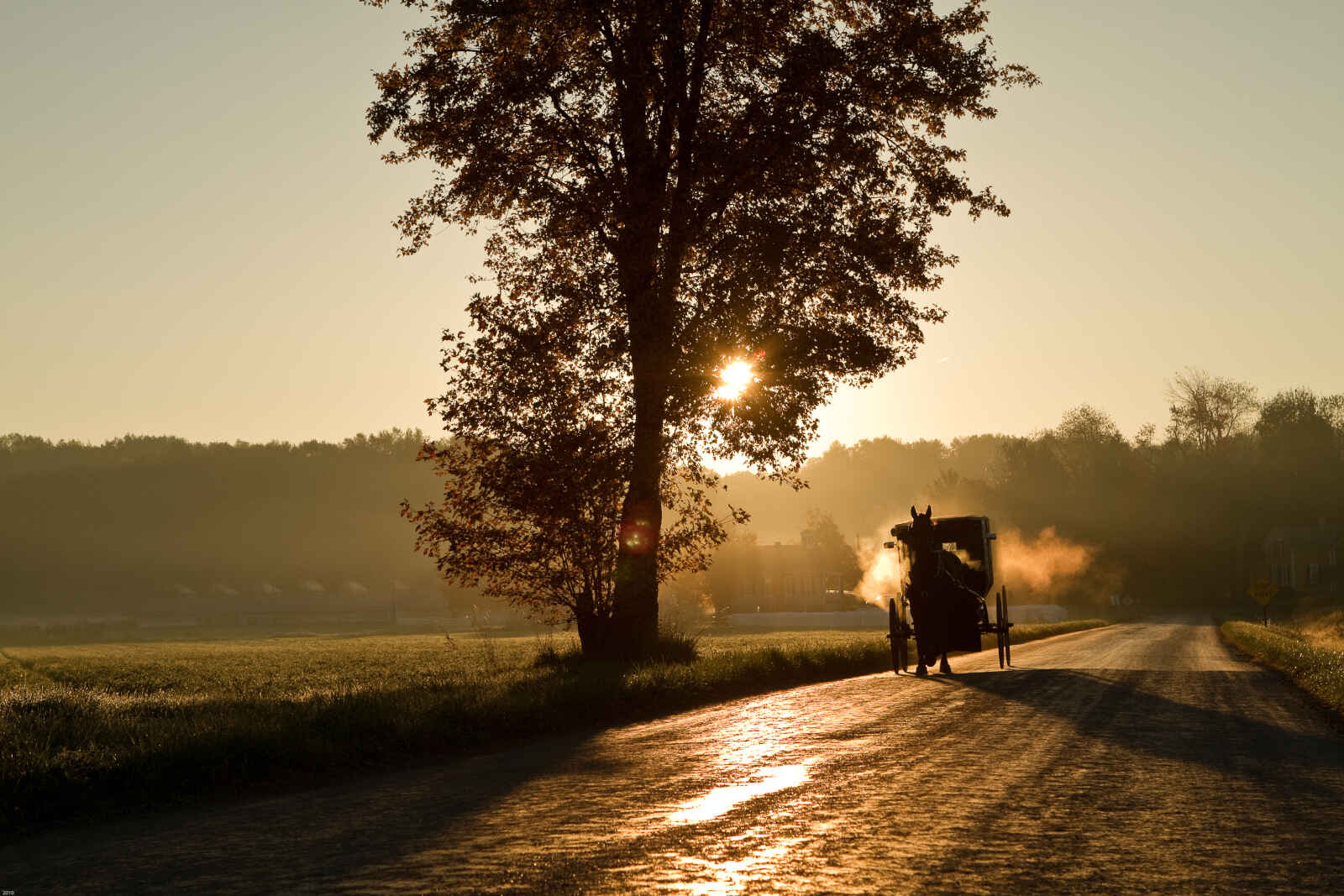 Cheval et buggy Amish, États-Unis