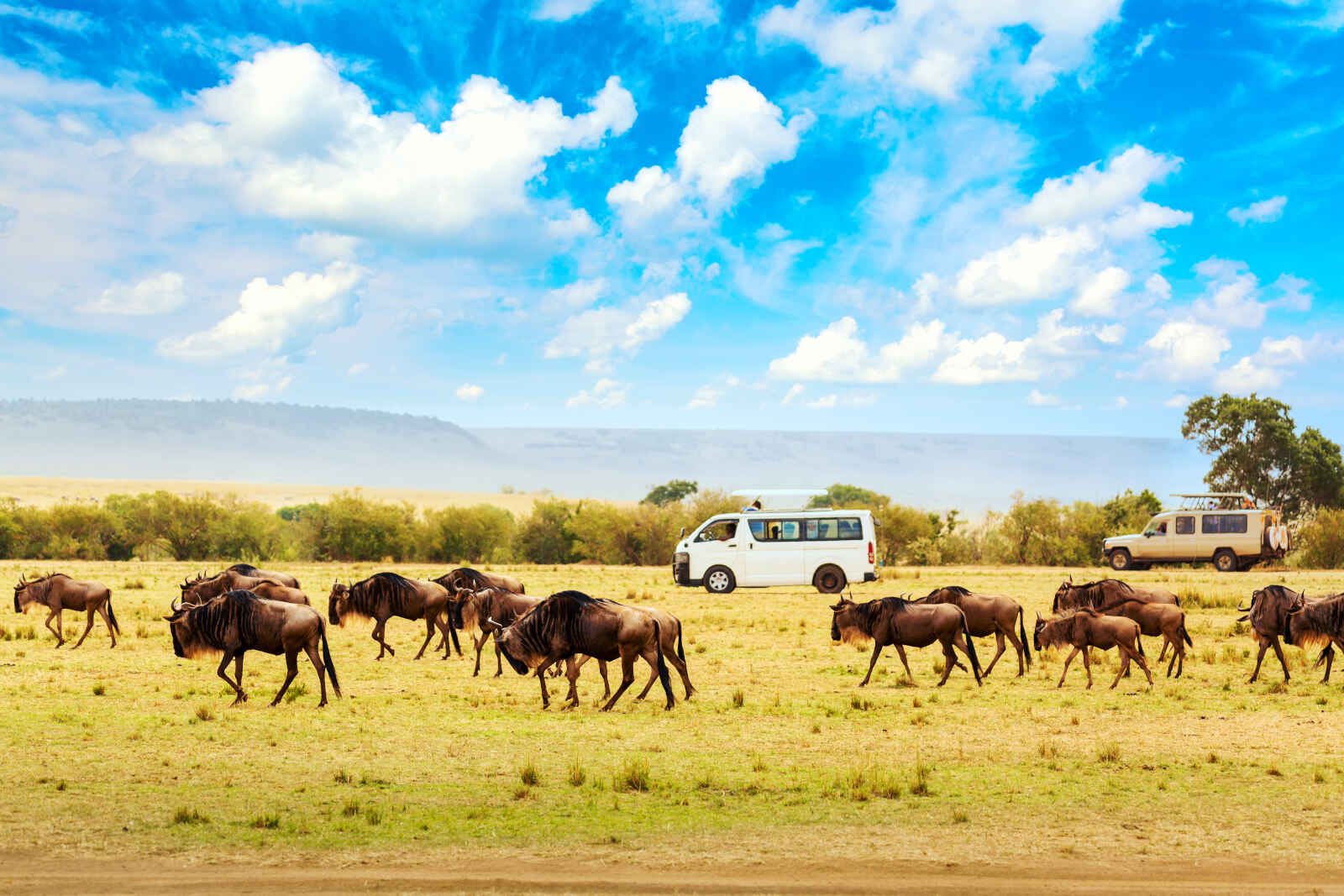 Safari, Masai Mara National Park, Kenya