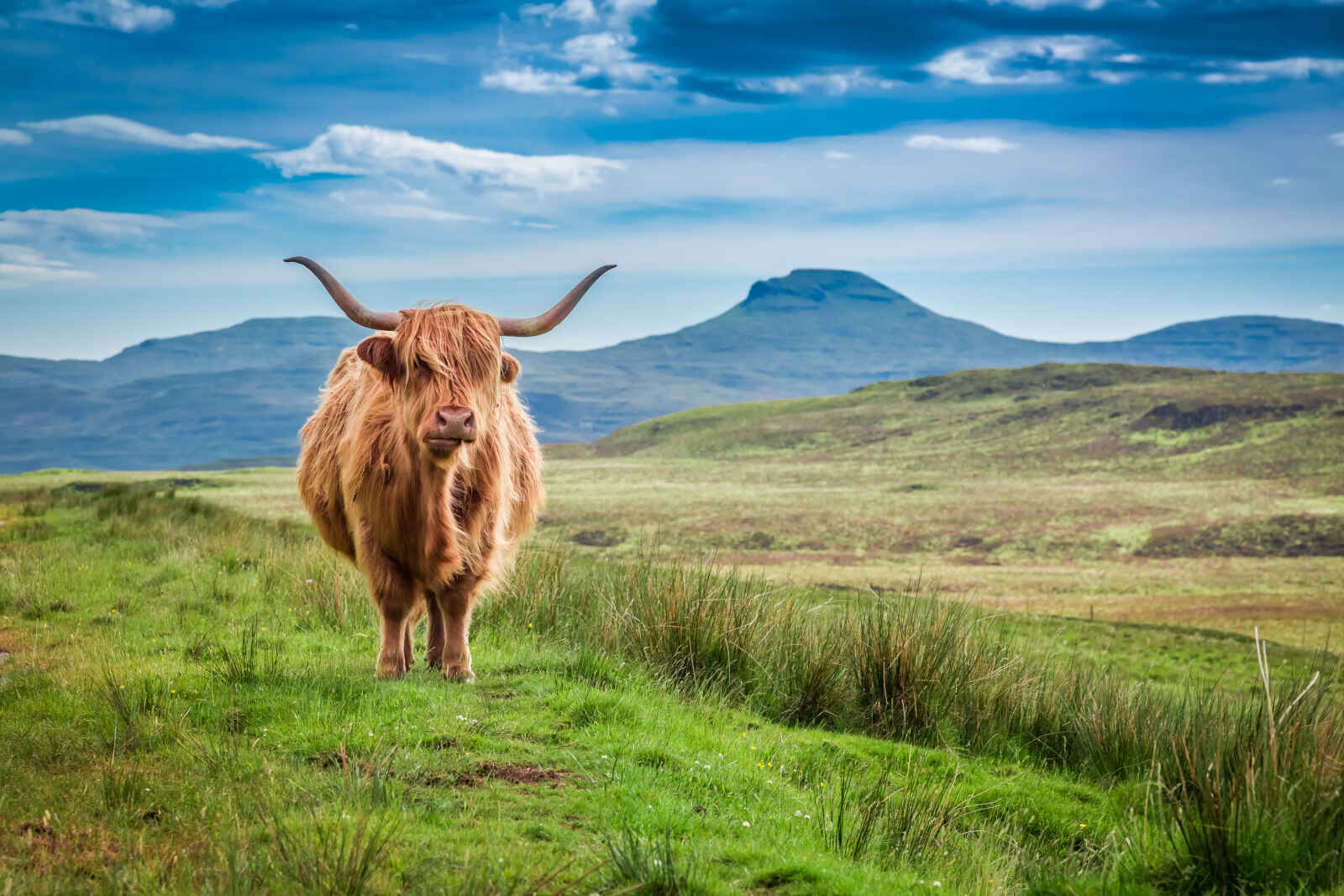 Vache dans les Highland