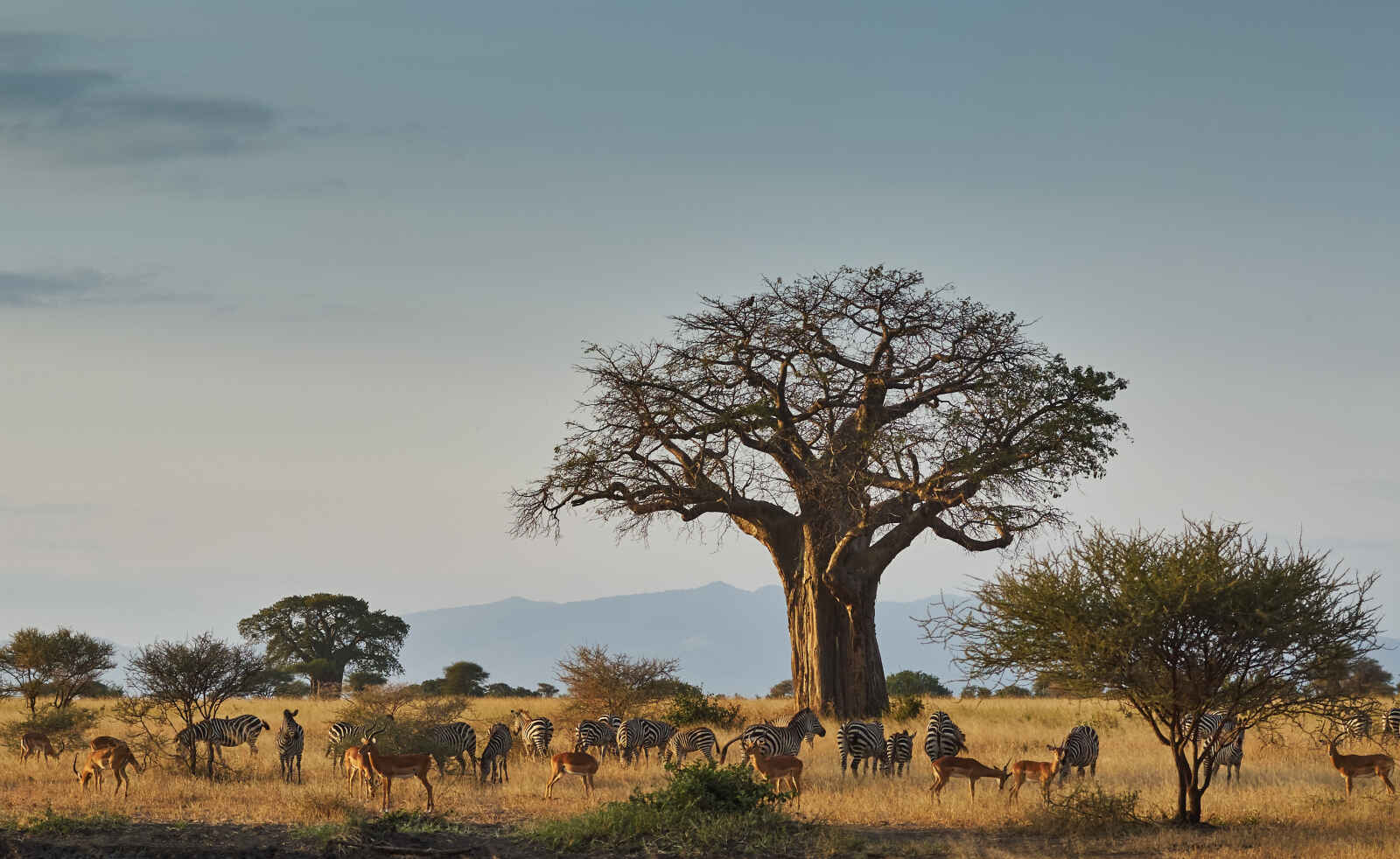 Zèbres et antilopes, Baobab, Parc National de Tarangire, Tanzanie