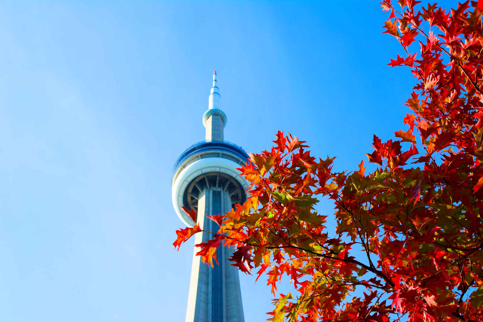 Tour CN et feuillage d'automne, Toronto, Ontario, Canada.